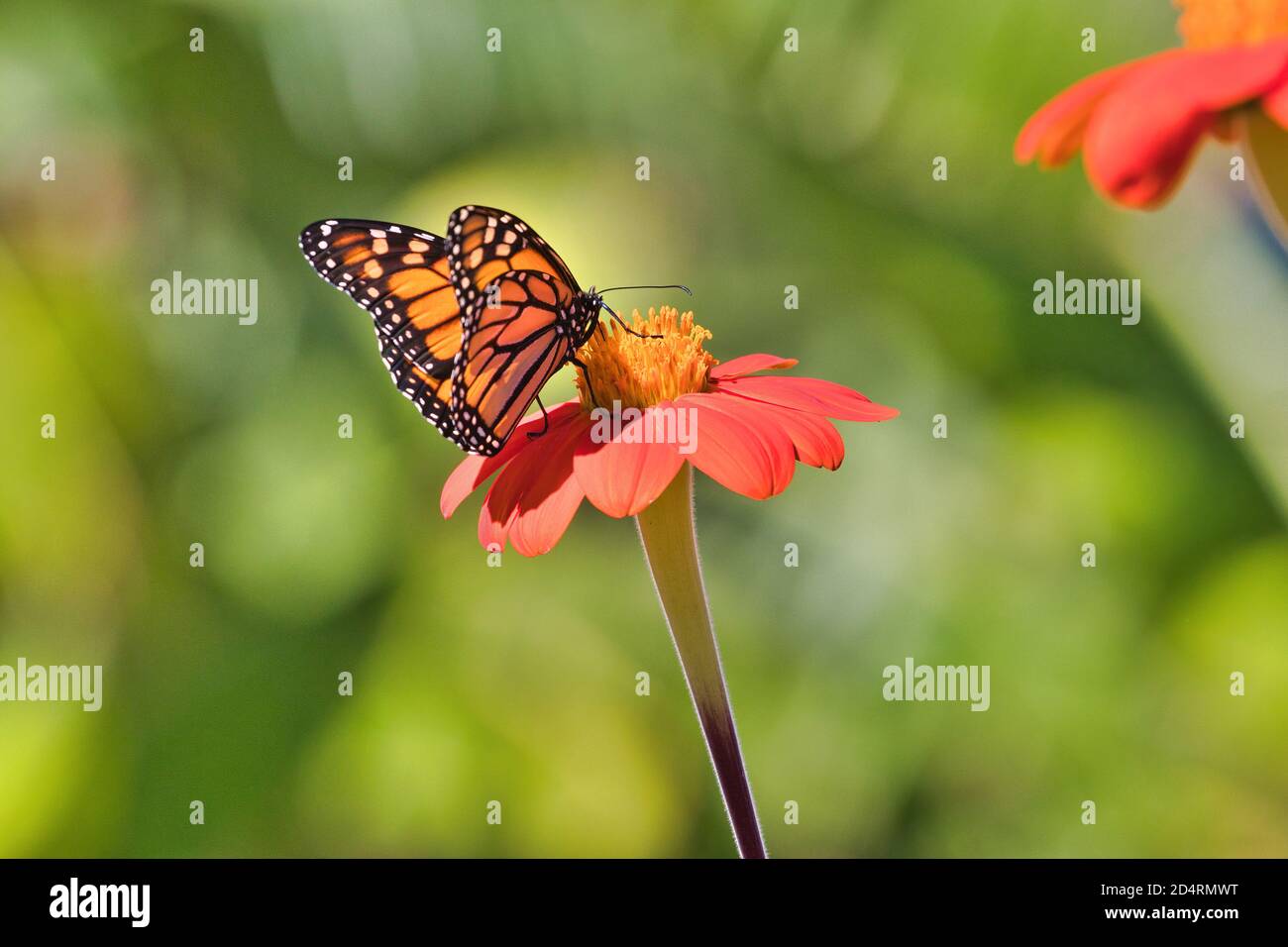 Beautiful monarch butterfly seen from behind with wings slightly spread sipping nectar from a bright orange flower. Stock Photo