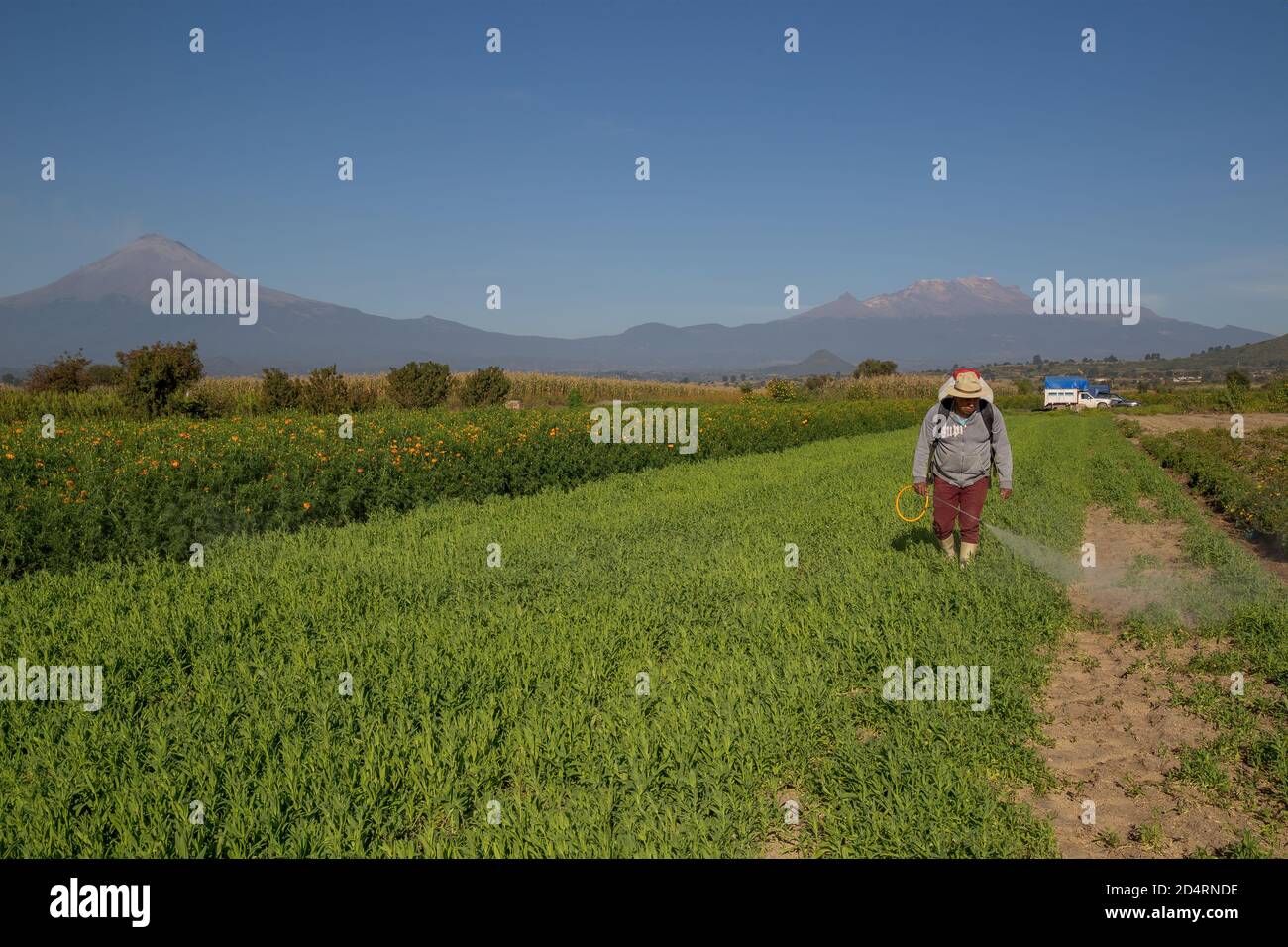 View of a Hispanic man spraying pesticides in the field Stock Photo