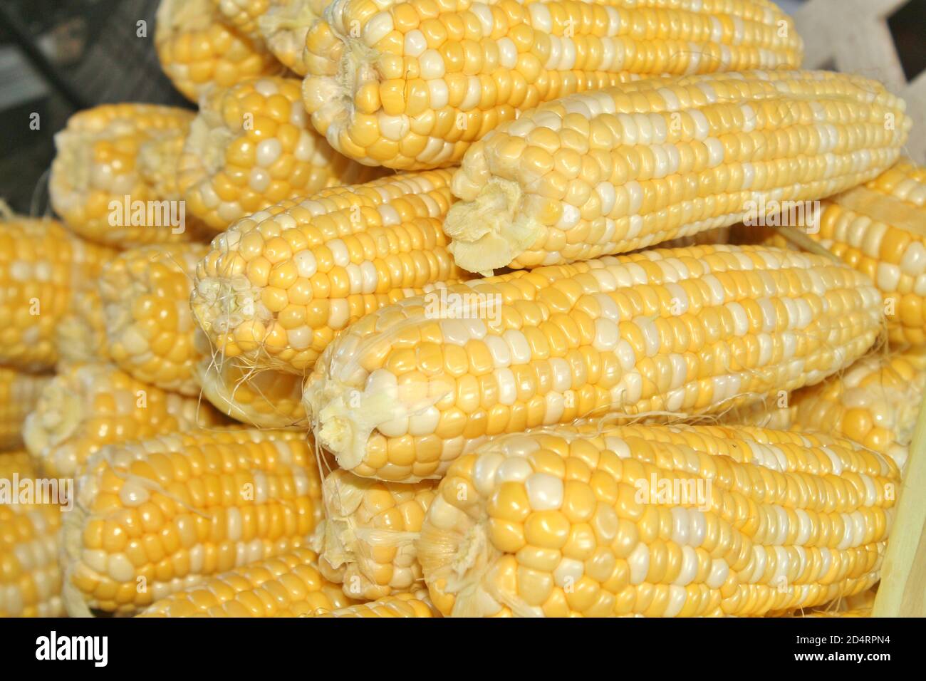 Ears of corn shucked and cleaned Stock Photo