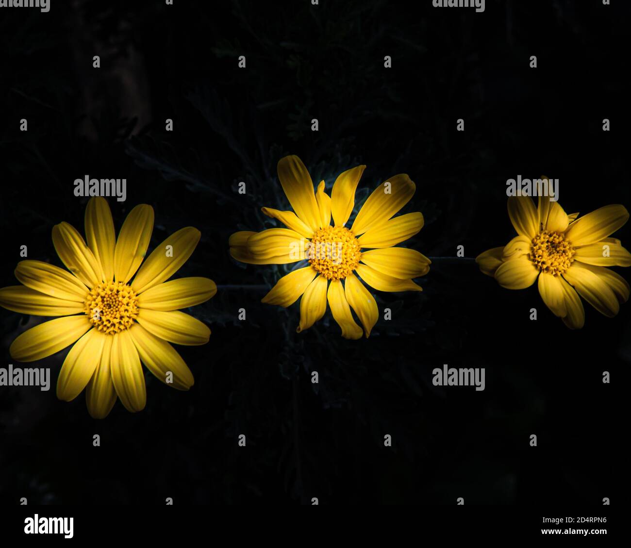 Closeup shot yellow flowers hi-res stock photography and images - Alamy