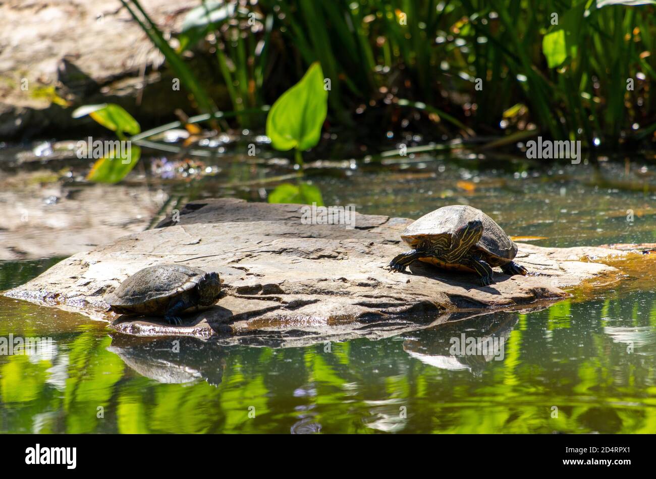 Two turtles sun bathing in on a rock Stock Photo