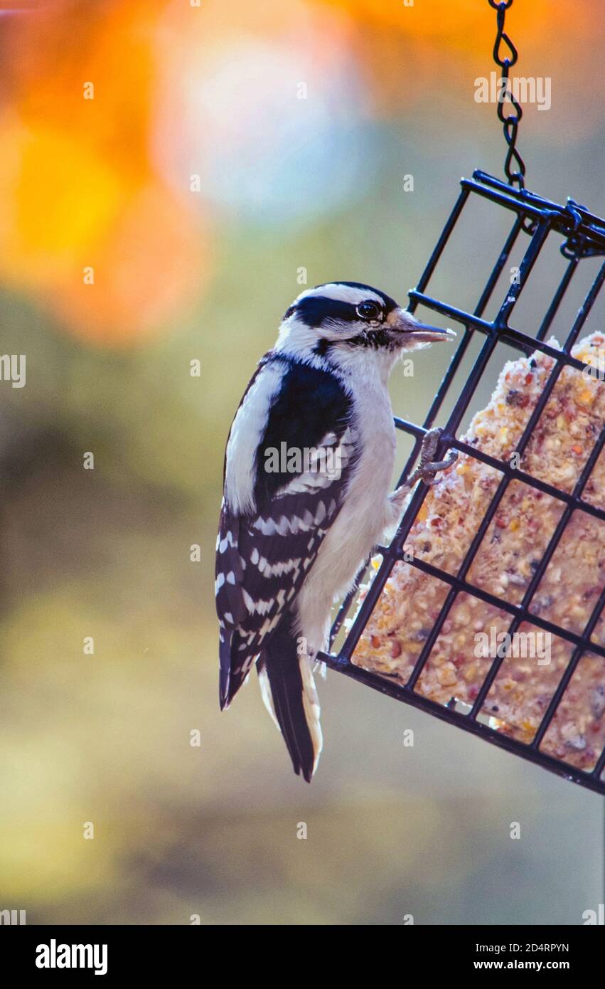 pretty downy woodpecker perches on a back yard bird feeder, to eat suet