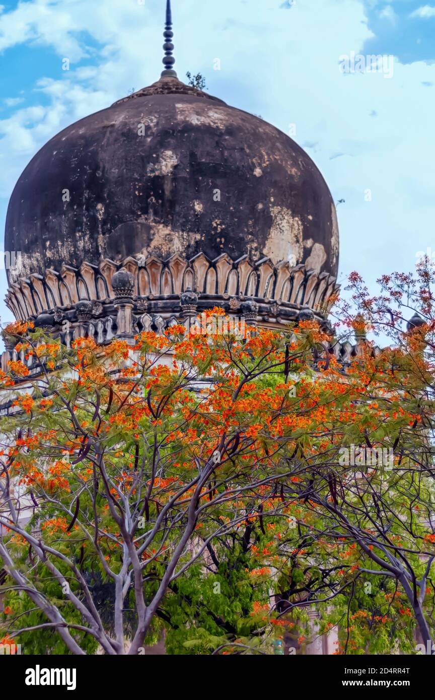A may-flower/Gulmohar tree—Delonix regia—with orange-red flowers next to the the mausoleum of Hayat Bakshi Begum in the Qutb Shah Tomb Complex. Stock Photo