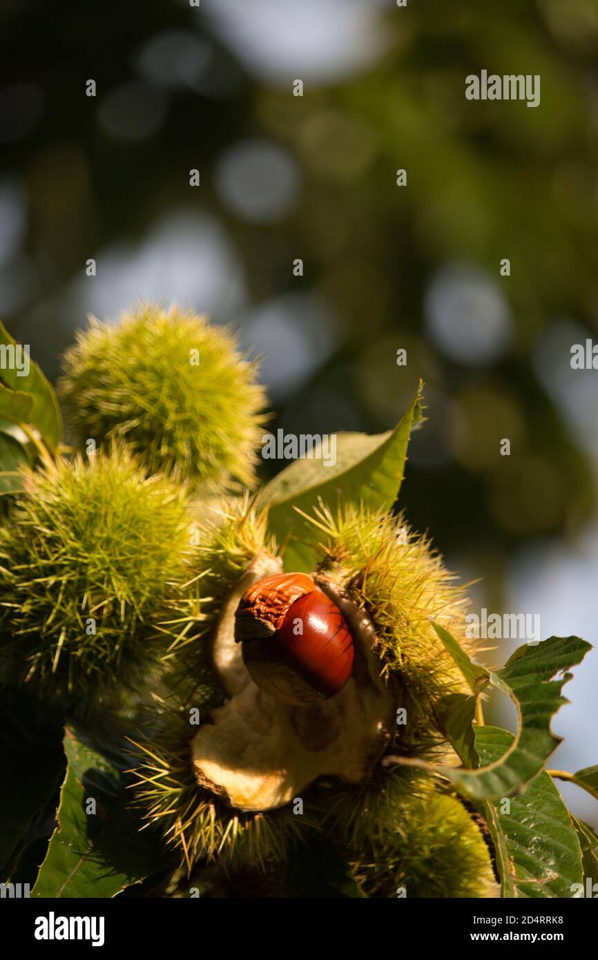 Chestnut Rind On Tree Ripe sweet chestnut hanging on a tree Stock Photo - Alamy