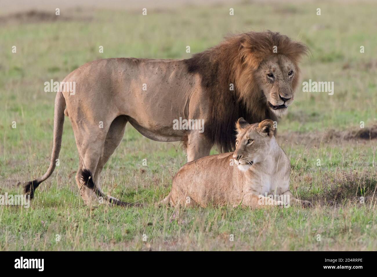 Mating pair of lions (Panthera leo) in the Masaai Mara of Kenya Stock ...
