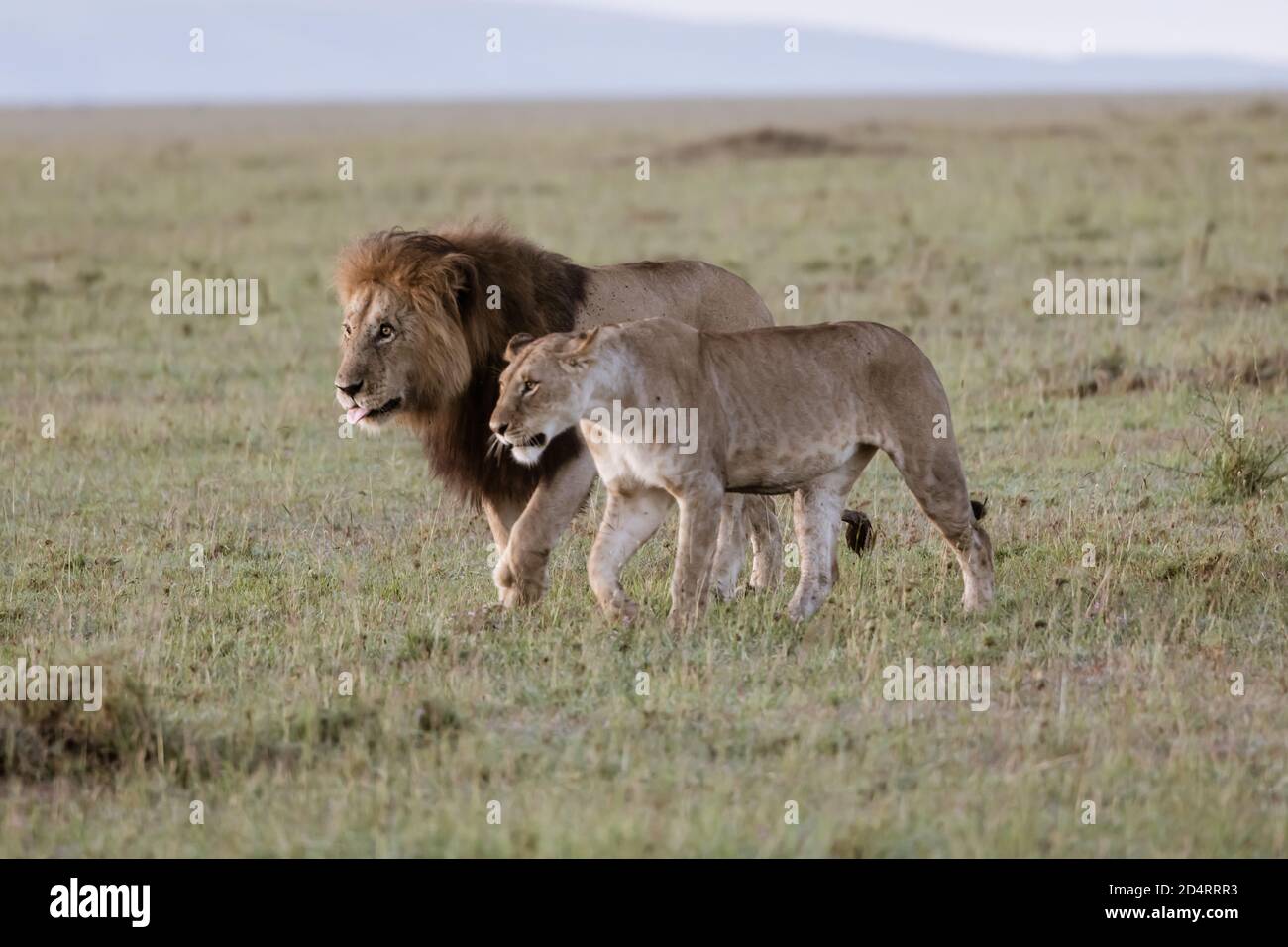 Mating pair of lions (Panthera leo) in the Masaai Mara of Kenya Stock ...