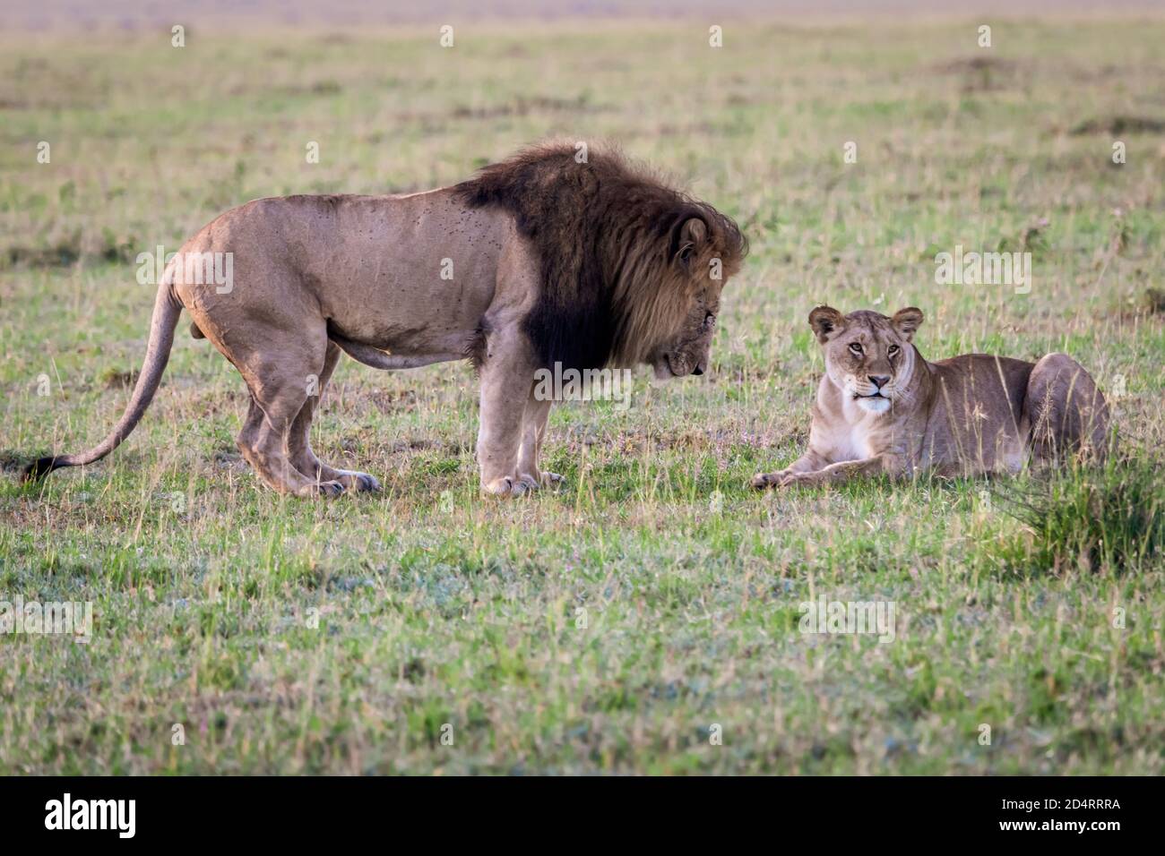 Mating pair of lions (Panthera leo) in the Masaai Mara of Kenya Stock ...