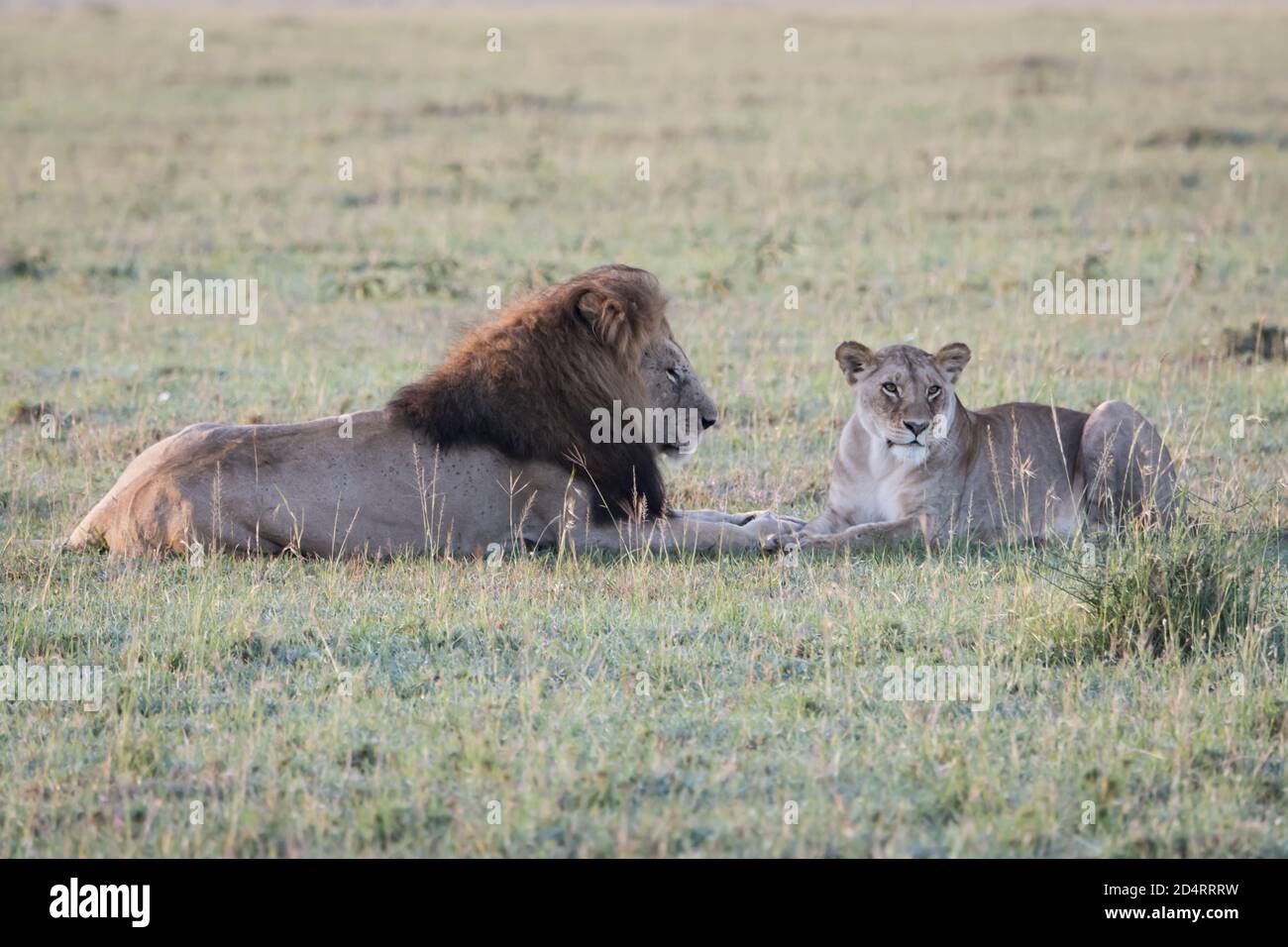 Pair of lions panthera leo hi-res stock photography and images - Alamy