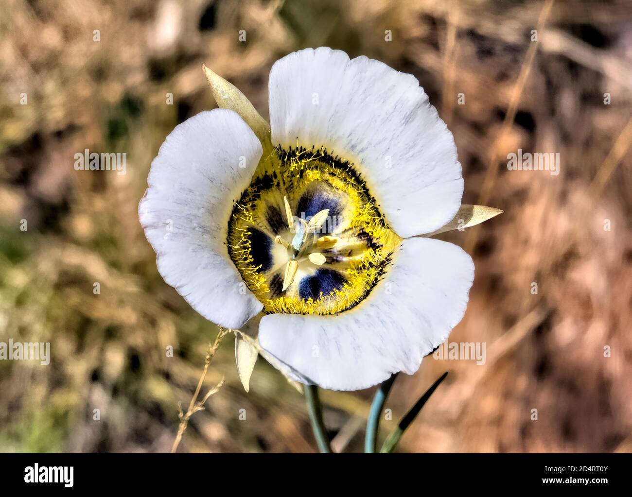 Mariposa lily (Calochortus gunnisonii), Colorado Trail, Colorado Stock Photo