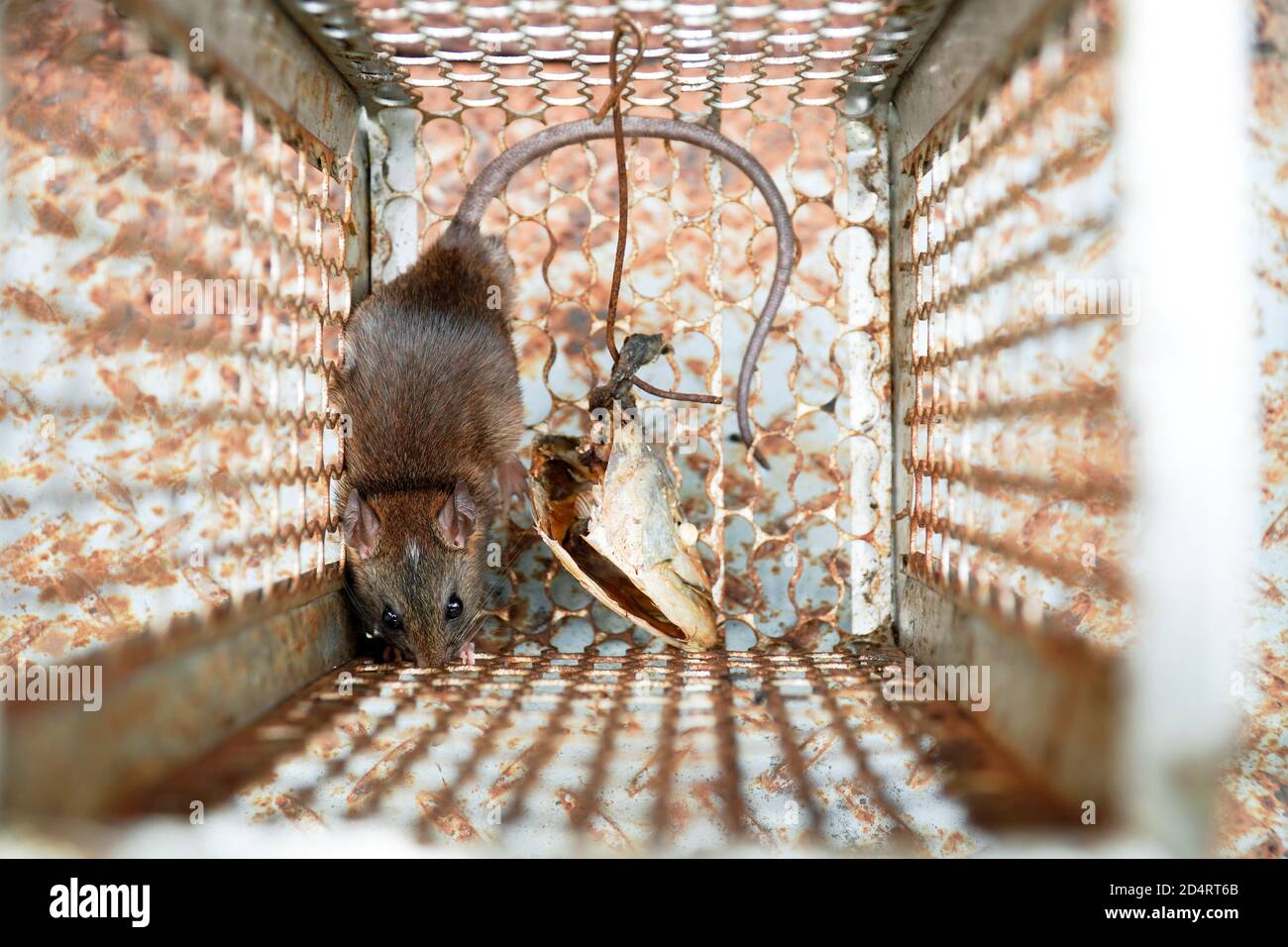 Close-up of a rat trapped in a mousetrap cage, Rodent control cage in house  Stock Photo - Alamy