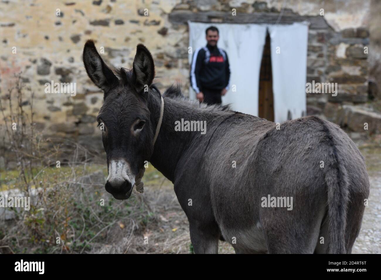 Soria, Spain. 10th Oct, 2020. A donkey seen at the village of San Pedro Manrique.The number of donkeys has declined to practically extinction in Tierras Altas' region due to depopulation, the agricultural machinery and the decline of herds of cows and sheep. Until the end of the 20th century there were thousands of donkeys in this northern region of Spain. Credit: SOPA Images Limited/Alamy Live News Stock Photo