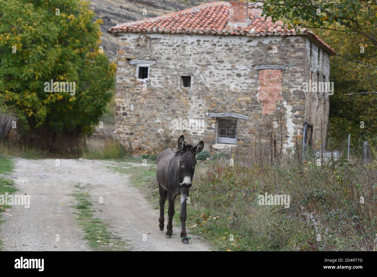 Soria, Spain. 10th Oct, 2020. A donkey seen at the village of San Pedro Manrique.The number of donkeys has declined to practically extinction in Tierras Altas' region due to depopulation, the agricultural machinery and the decline of herds of cows and sheep. Until the end of the 20th century there were thousands of donkeys in this northern region of Spain. Credit: SOPA Images Limited/Alamy Live News Stock Photo
