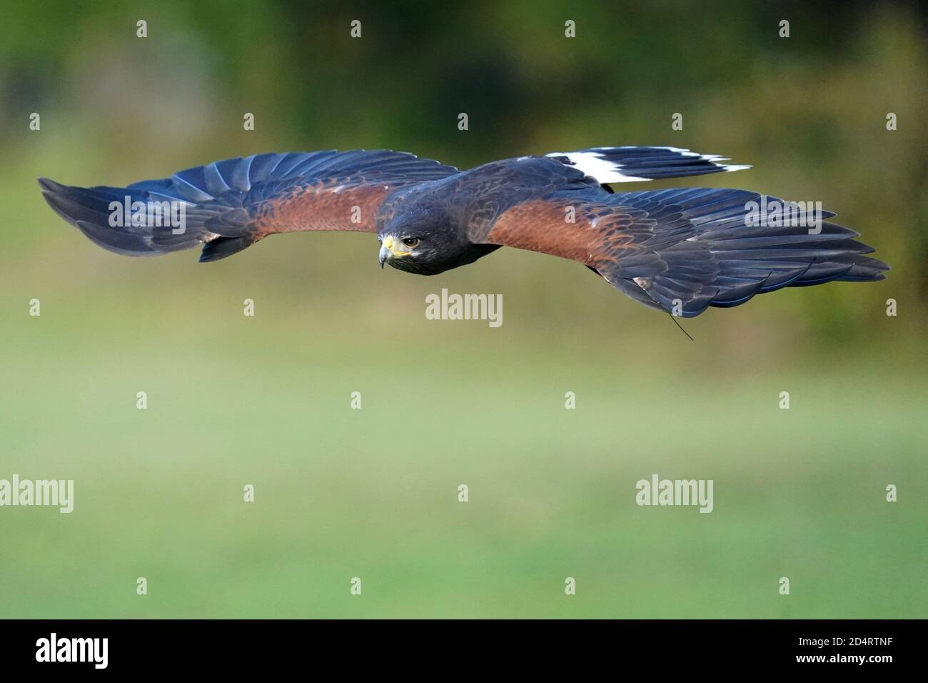 Harris Hawk used in Falconry and flight demos Stock Photo Alamy