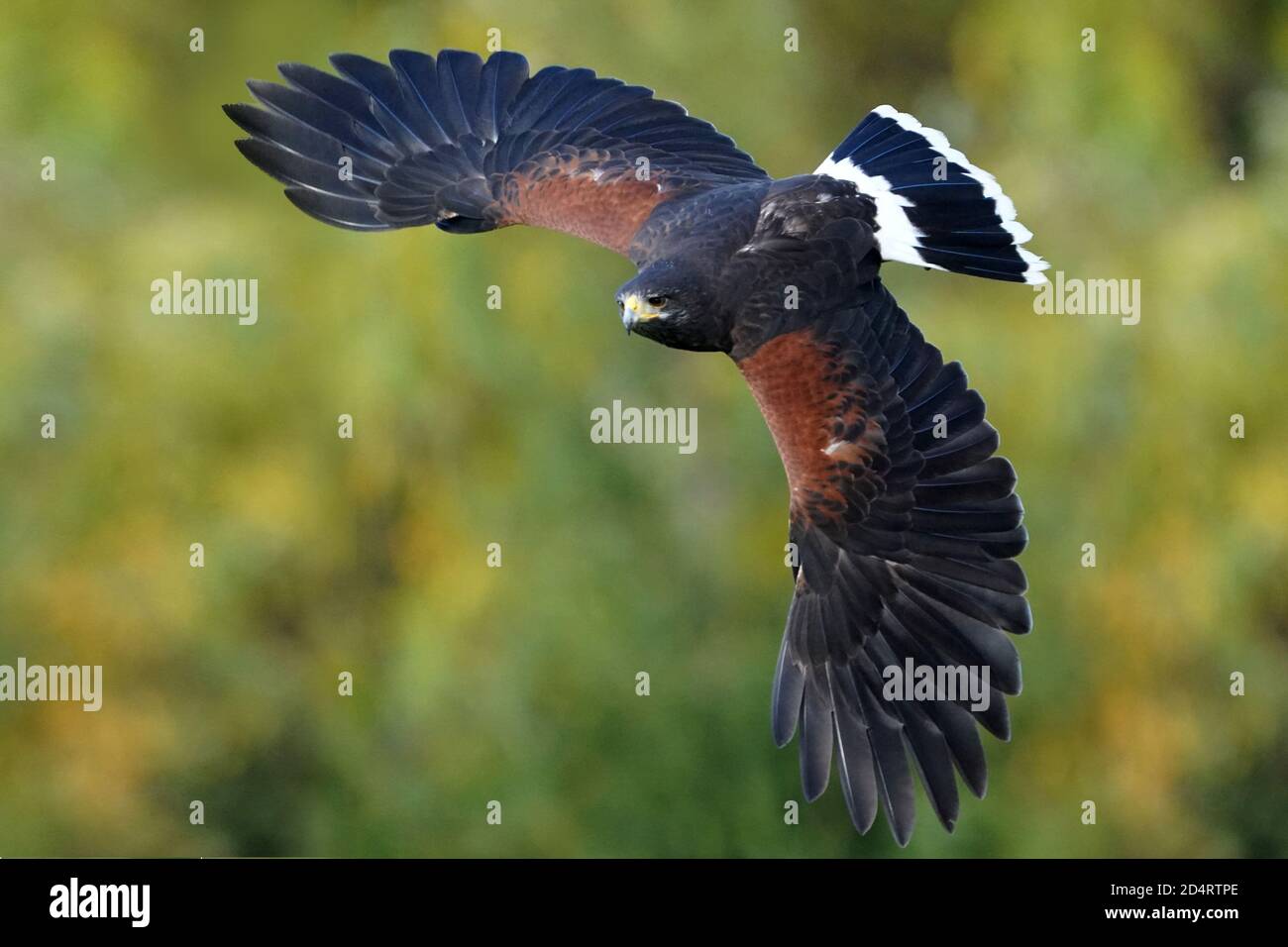 Harris Hawk used in Falconry and flight demos Stock Photo Alamy