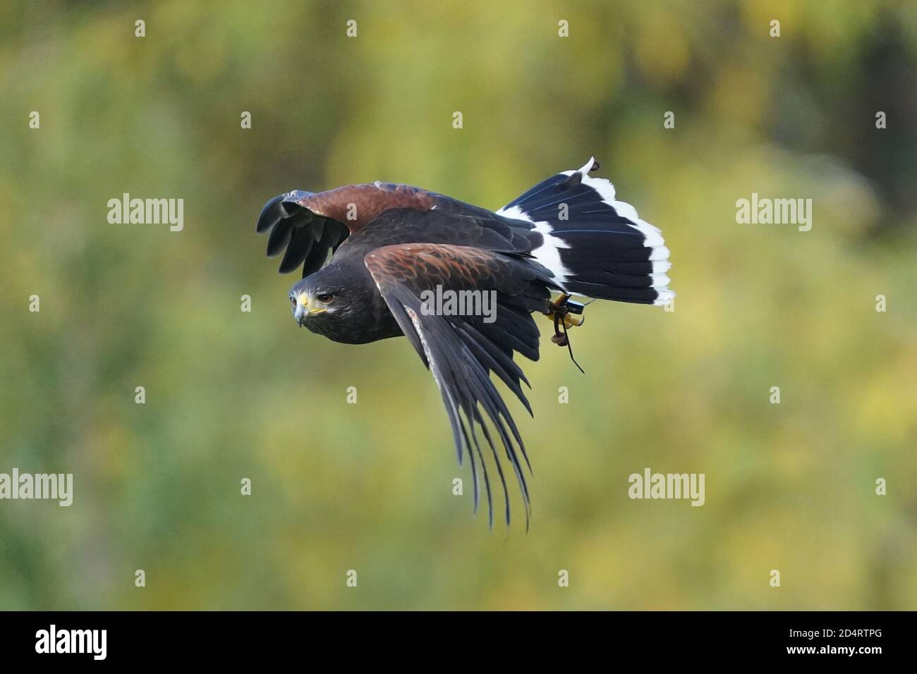 Harris Hawk used in Falconry and flight demos Stock Photo Alamy