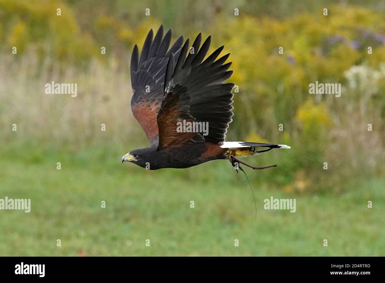 Harris Hawk used in Falconry and flight demos Stock Photo Alamy