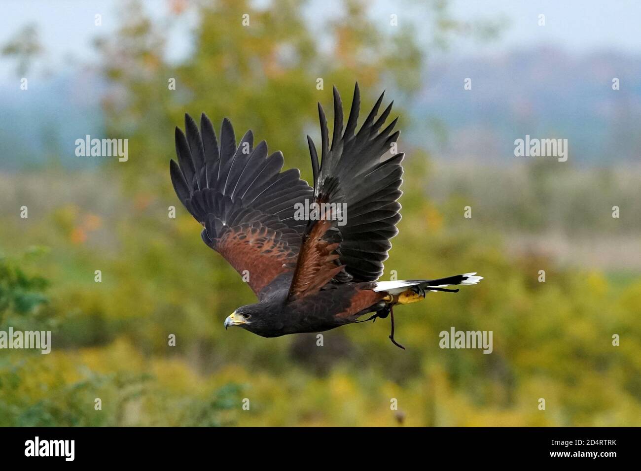 Harris Hawk used in Falconry and flight demos Stock Photo Alamy