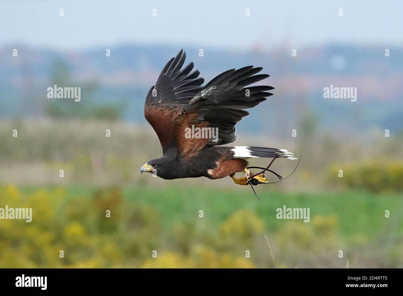 Harris Hawk used in Falconry and flight demos Stock Photo Alamy