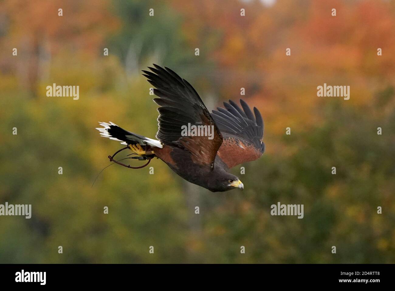 Harris Hawk used in Falconry and flight demos Stock Photo Alamy