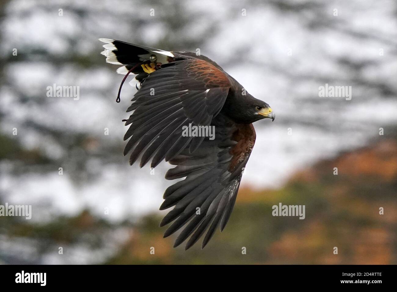 Harris Hawk used in Falconry and flight demos Stock Photo Alamy