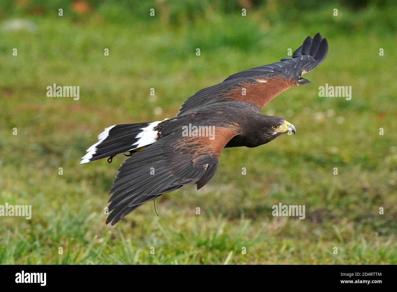 Harris Hawk used in Falconry and flight demos Stock Photo Alamy