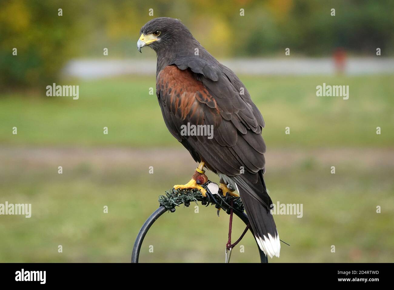 Harris Hawk used in Falconry and flight demos Stock Photo Alamy