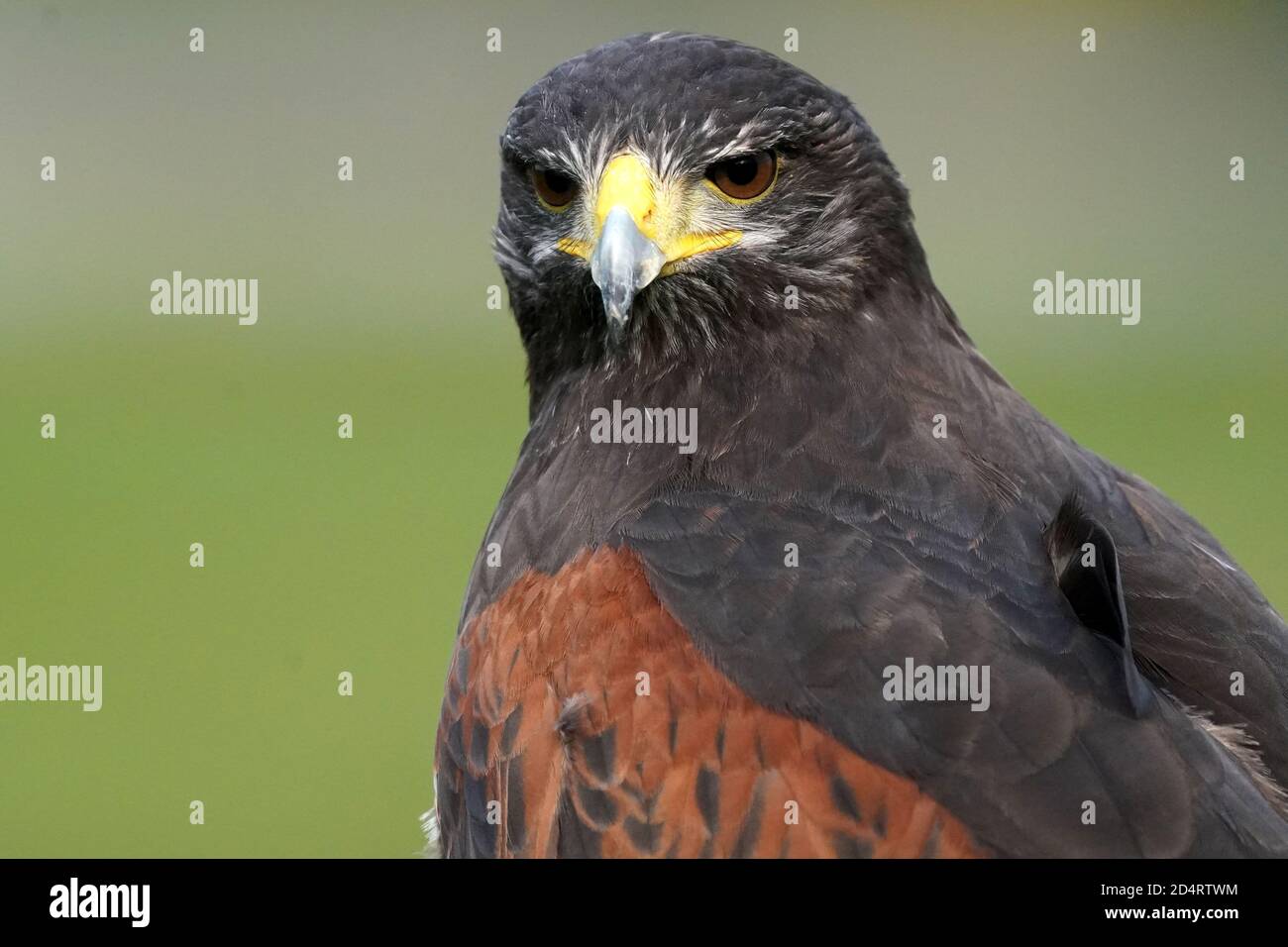 Harris Hawk used in Falconry and flight demos Stock Photo Alamy