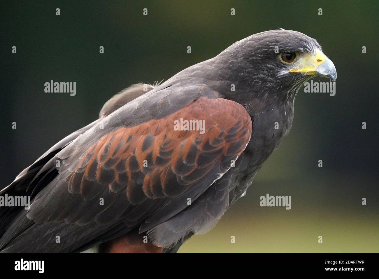 Harris Hawk used in Falconry and flight demos Stock Photo Alamy