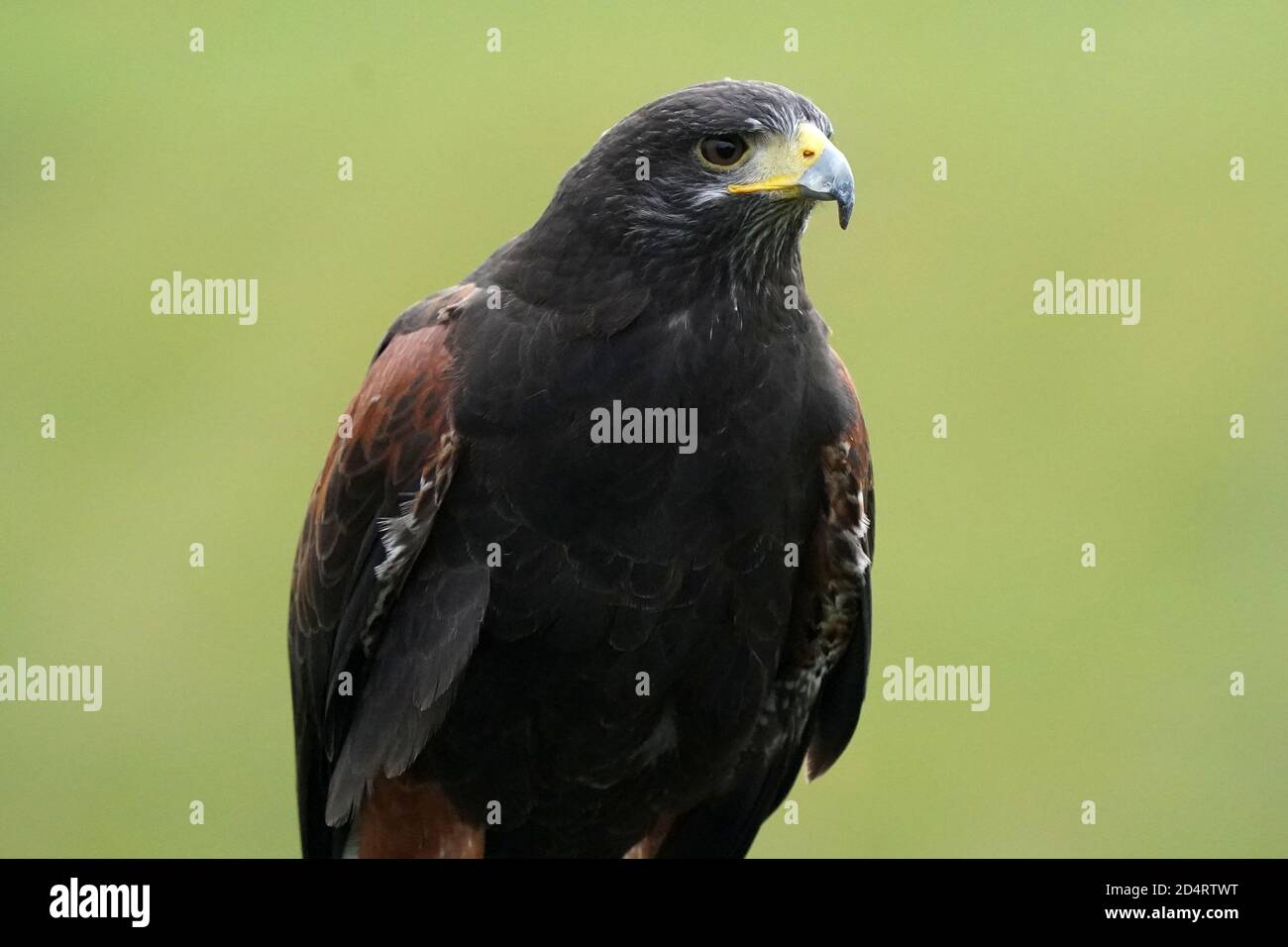 Harris Hawk used in Falconry and flight demos Stock Photo Alamy