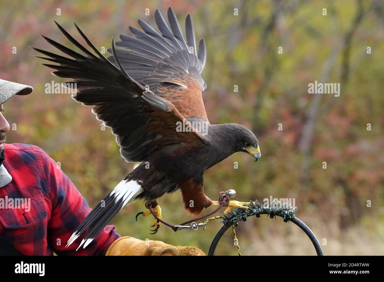 Harris Hawk used in Falconry and flight demos Stock Photo Alamy