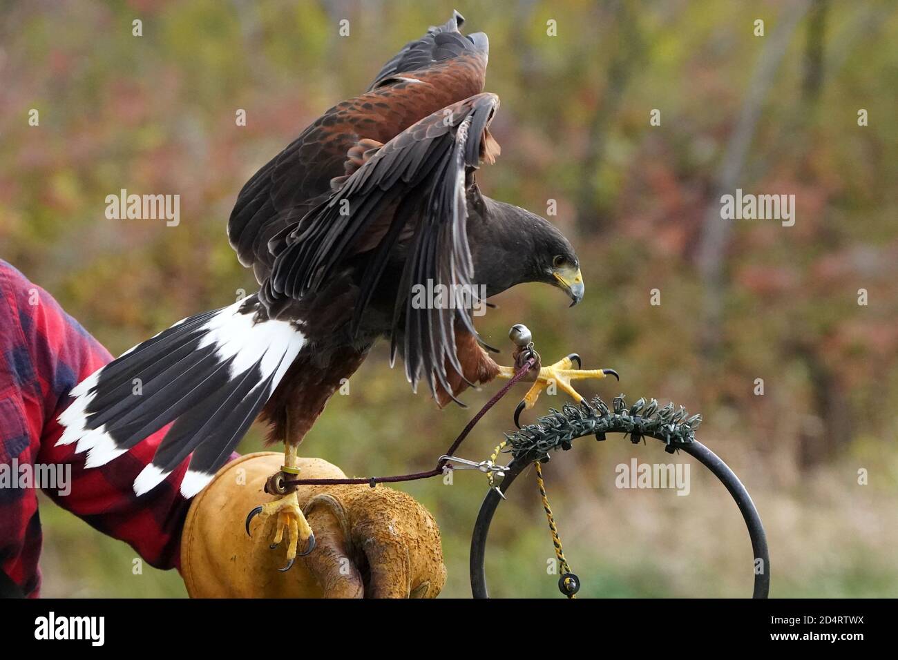 Harris Hawk used in Falconry and flight demos Stock Photo Alamy