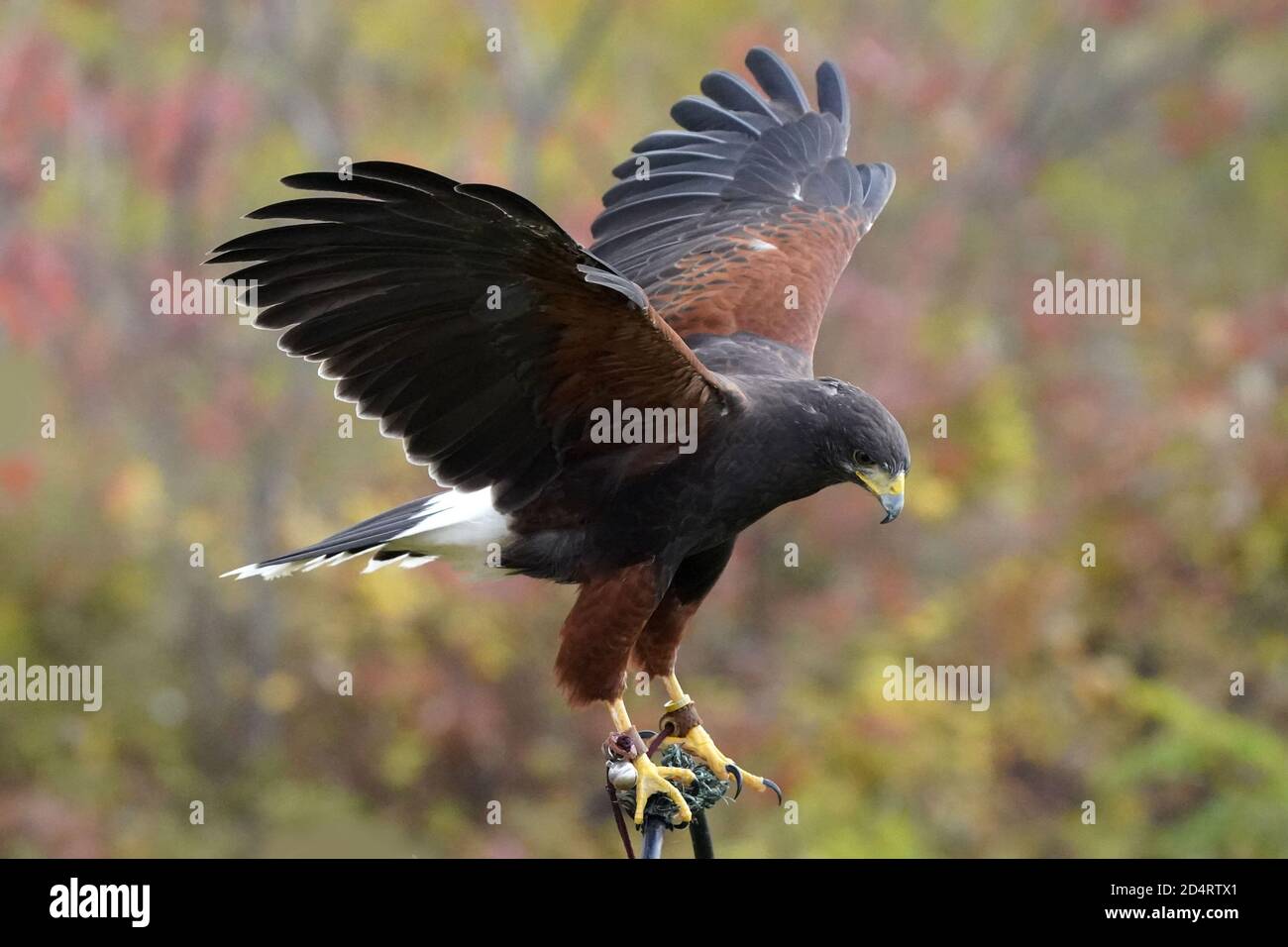 Harris Hawk used in Falconry and flight demos Stock Photo Alamy