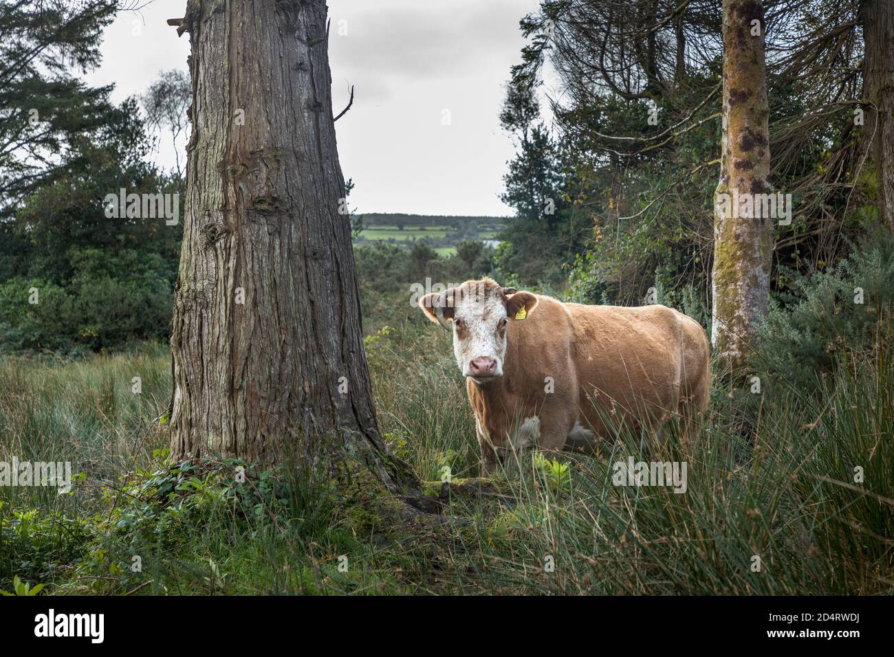 Farnane, Cork, Ireland. 10th October, 2020. A cow wanders through long grass and woodlands near the townland of Farnane in West Cork, Ireland. - Credit; David Creedon / Alamy Live News Stock Photo