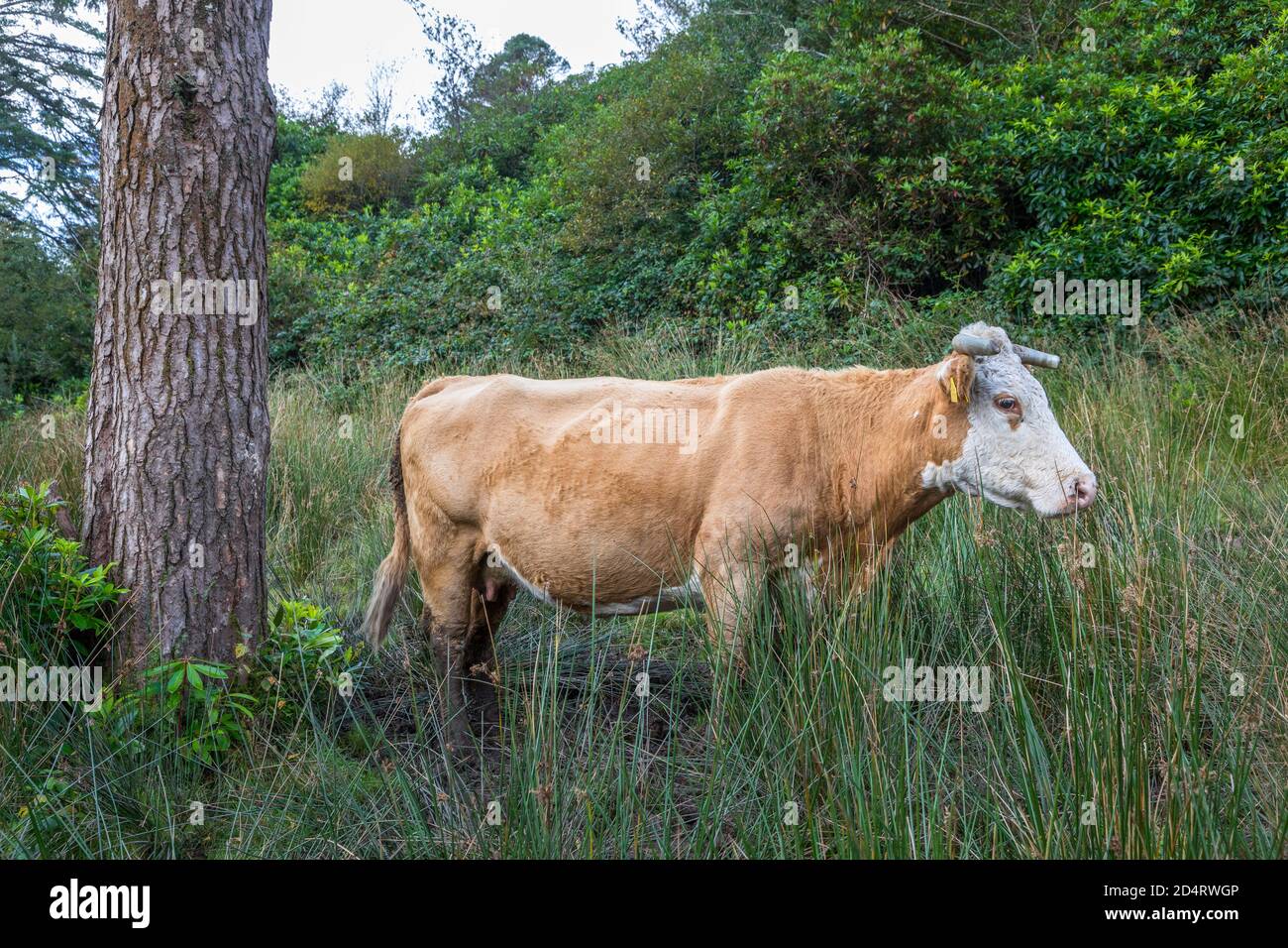 Farnane, Cork, Ireland. 10th October, 2020. A cow wanders through long grass and woodlands near the townland of Farnane in West Cork, Ireland. - Credit; David Creedon / Alamy Live News Stock Photo