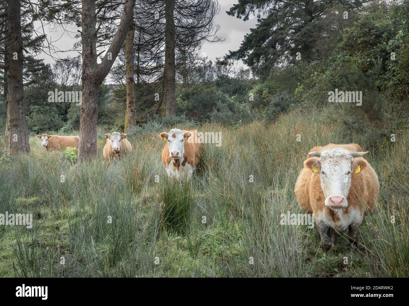 Farnane, Cork, Ireland. 10th October, 2020. Cattle wander through long grass and woodlands near the townland of Farnane in West Cork, Ireland. - Credit; David Creedon / Alamy Live News Stock Photo