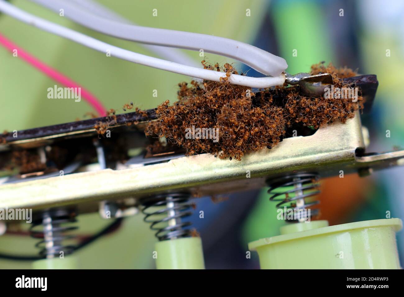 The remains of dead ants were clustered together in the fan switch. Stock Photo