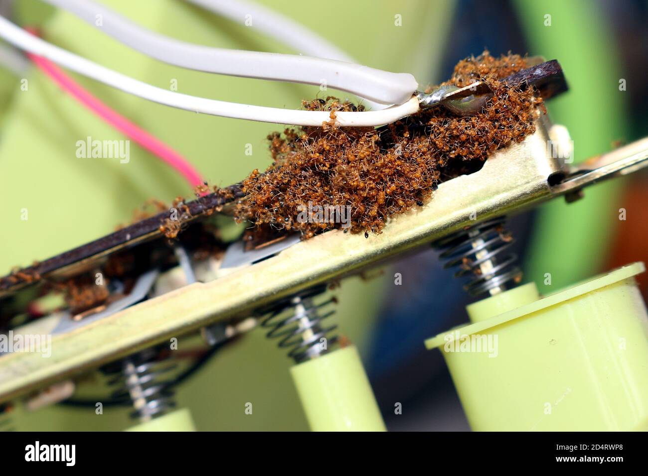 The remains of dead ants were clustered together in the fan switch. Stock Photo