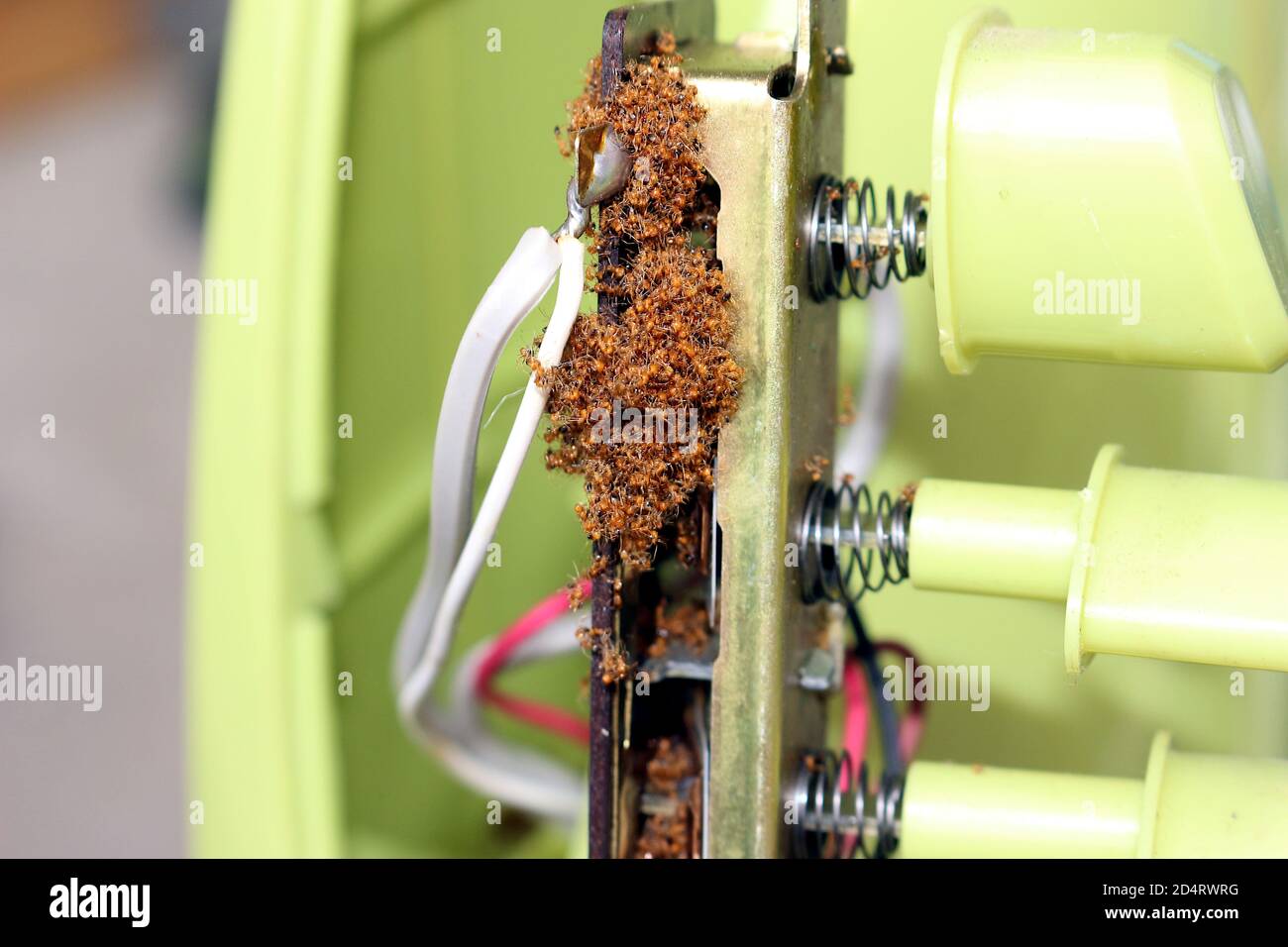 The remains of dead ants were clustered together in the fan switch. Stock Photo