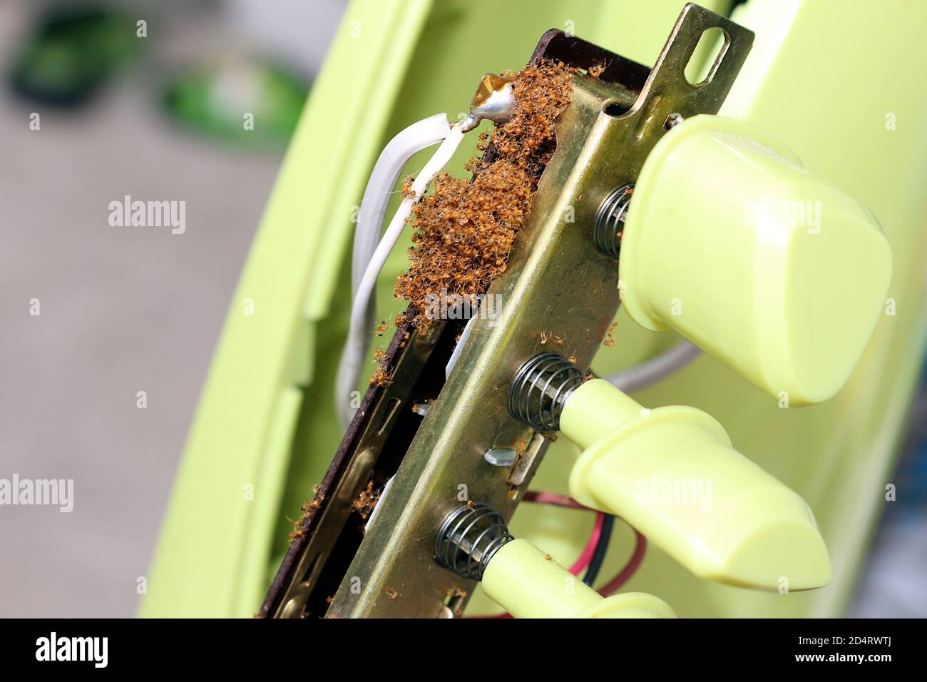 The remains of dead ants were clustered together in the fan switch