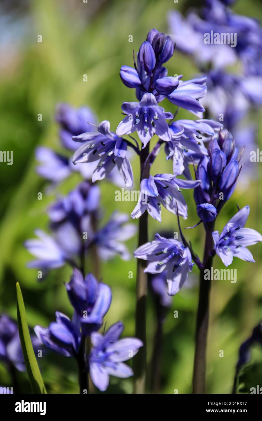 Closeup shot blue flowers in hi-res stock photography and images - Alamy