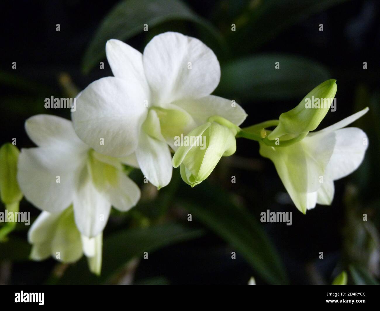 Closeup shot of white dendrobium phalaenopsis orchid Stock Photo