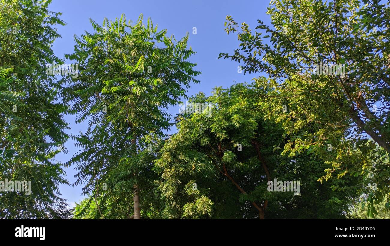 Castor, mulberry and Neem tree, Azadirachta indica - very powerful Indian medicinal tree. Stock Photo