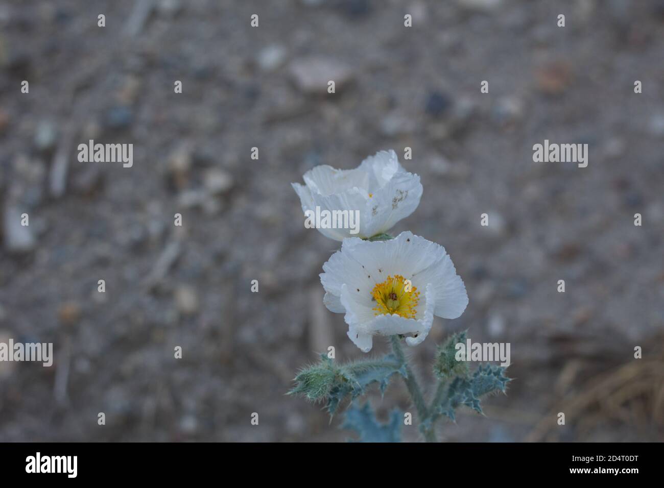 White terminal inflorescences, Chicalote, Argemone Munita, Papaveraceae, native perennial in the San Bernardino Mountains, Transverse Ranges, Summer. Stock Photo