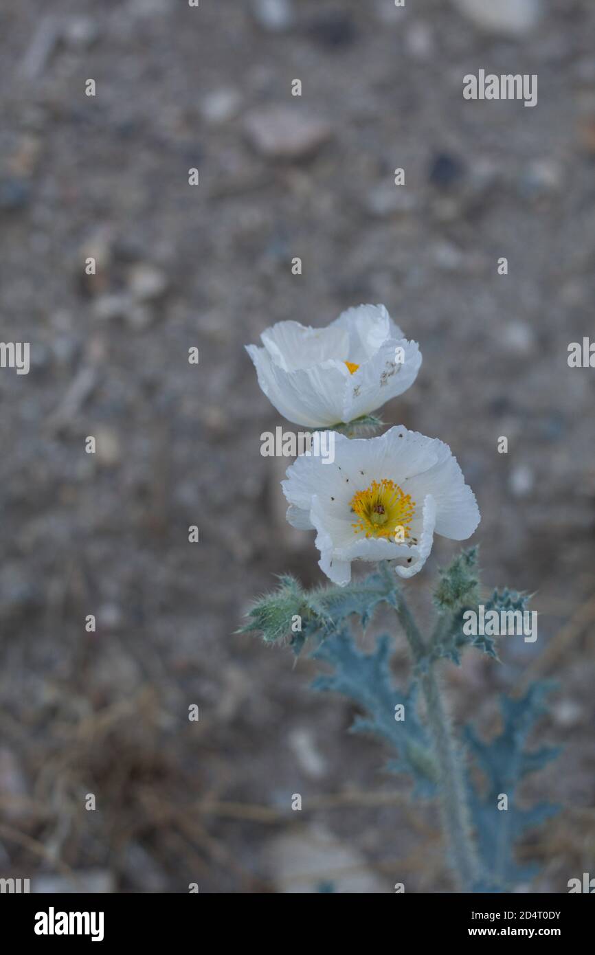 White terminal inflorescences, Chicalote, Argemone Munita, Papaveraceae, native perennial in the San Bernardino Mountains, Transverse Ranges, Summer. Stock Photo