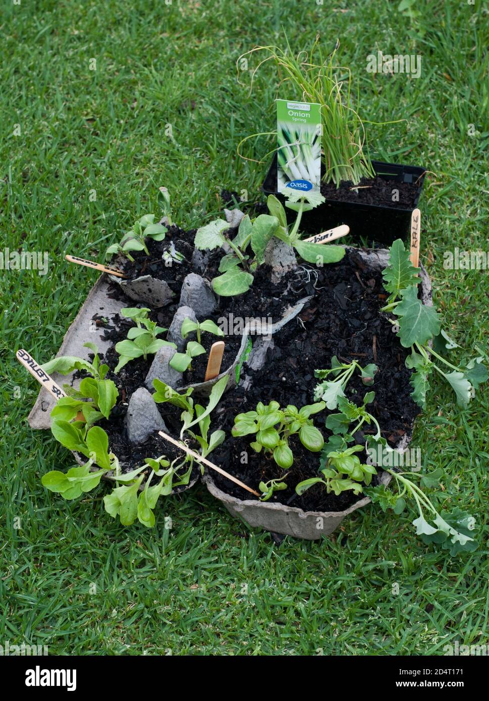 Vegetable seedlings ready to be planted in Melbourne, Australia. The 2020 COVID-19 lockdown triggered a boom in home cultivation of edible gardens. Stock Photo