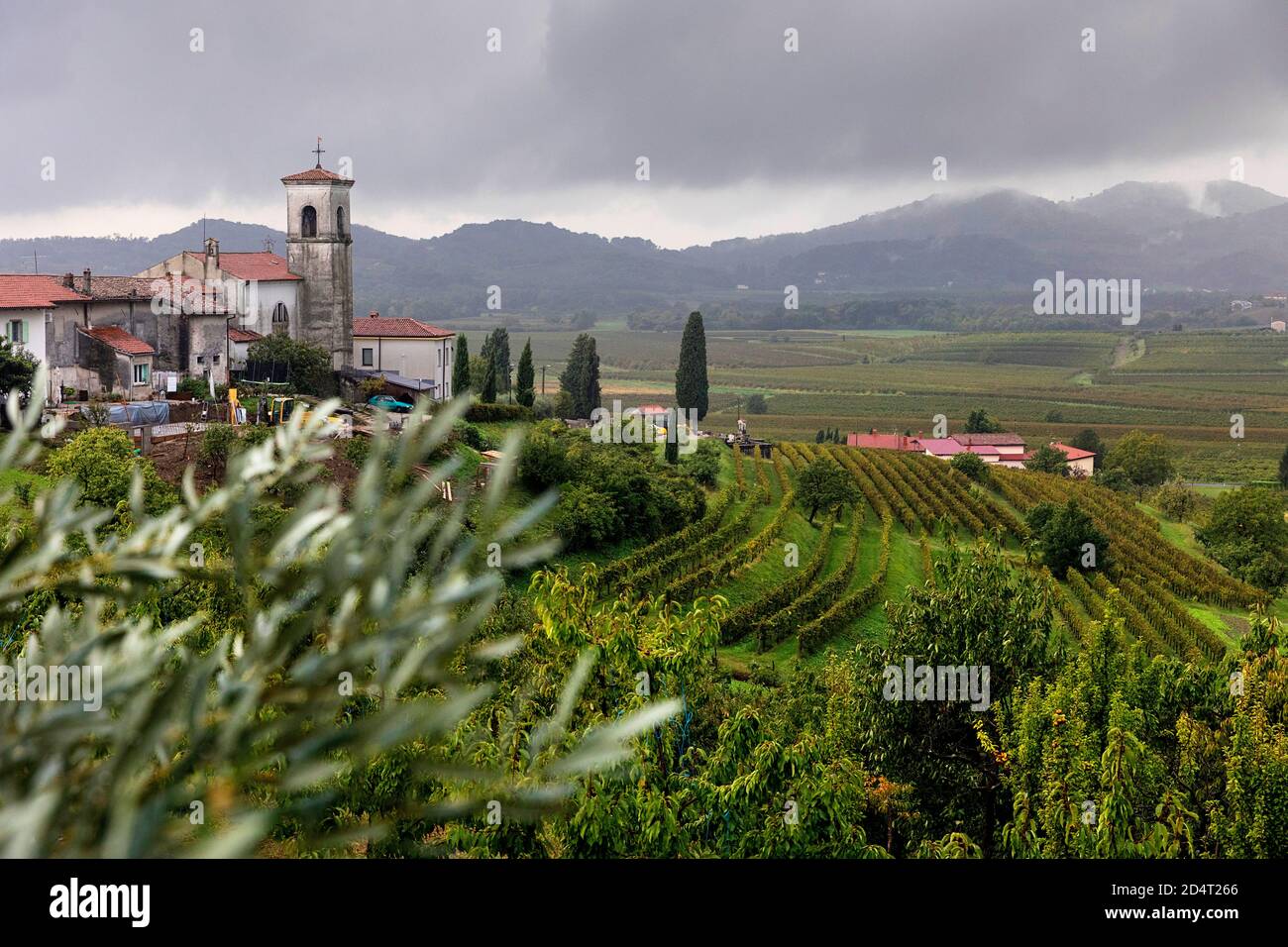 Olive trees and vineyards with view over the church in Goriska Brda, Vipolze, Slovenia Stock Photo