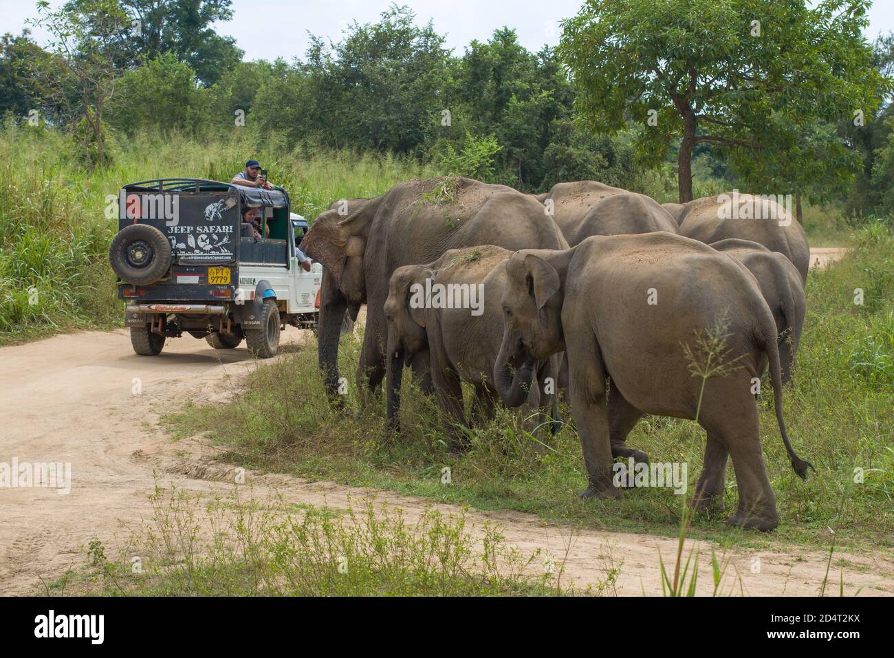HABARANA, SRI LANKA - FEBRUARY 07, 2020: Tourists in a jeep filming a small herd of wild elephants in a nature park Stock Photo