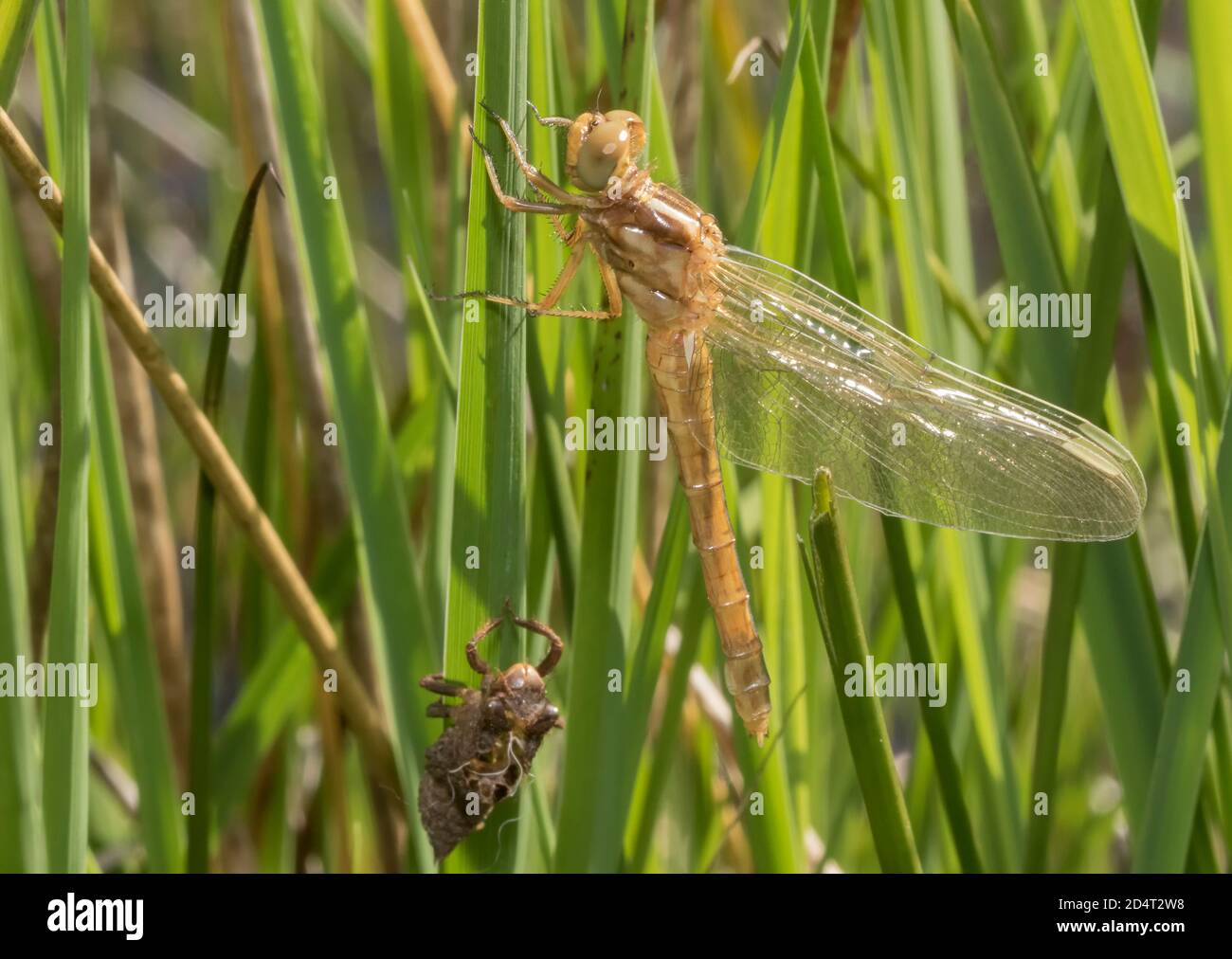 Dragonfly Emerging Stage 4 Stock Photo
