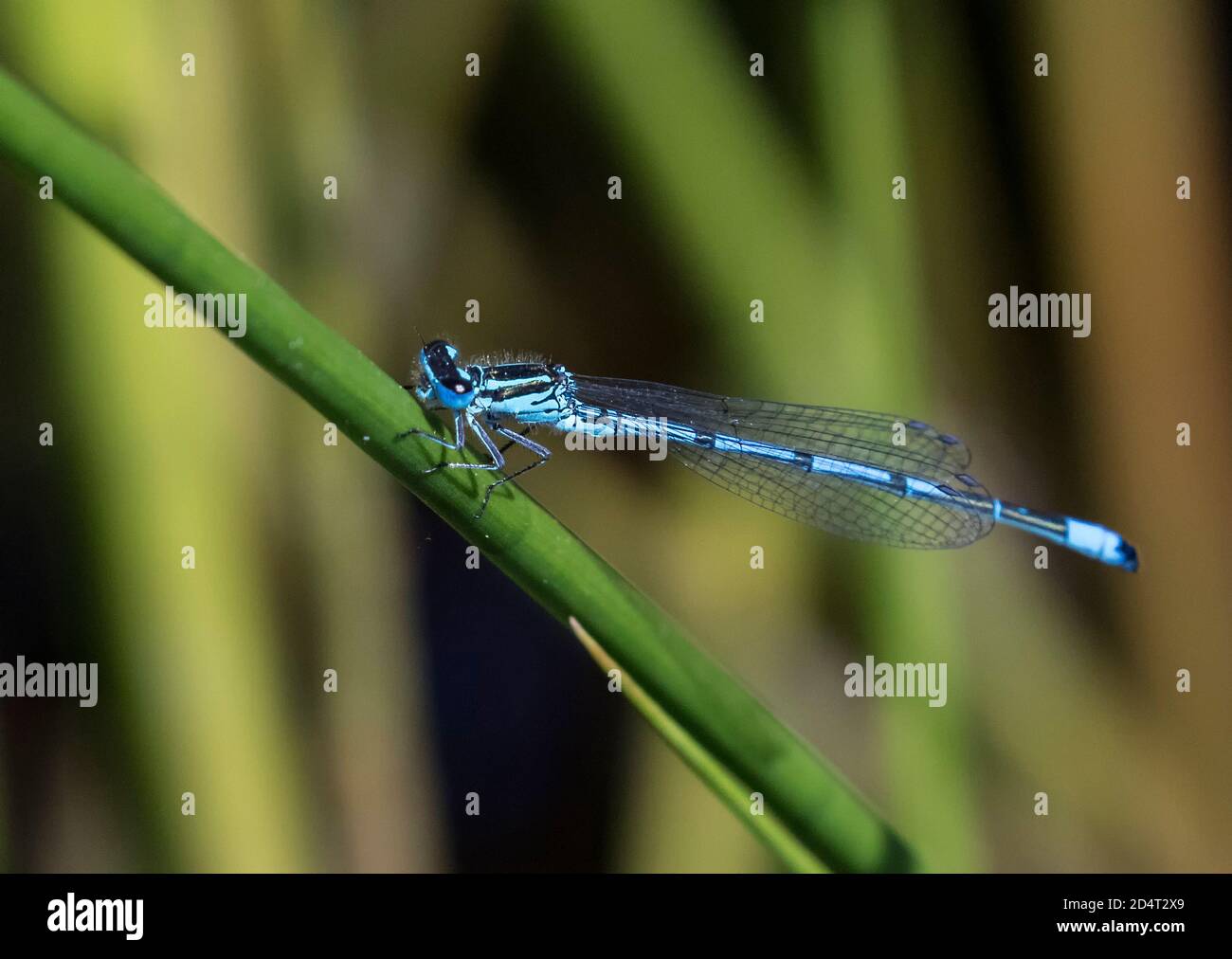 Common Blue Damselfly Stock Photo - Alamy