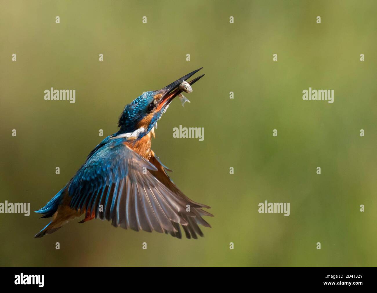Common Kingfisher with Catch Stock Photo